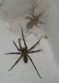 Zoroopsis spinimana